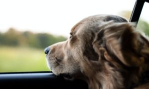 5 Useful Pet Travel Tips for Every Owner