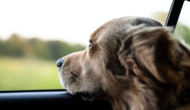 5 Useful Pet Travel Tips for Every Owner