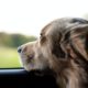5 Useful Pet Travel Tips for Every Owner