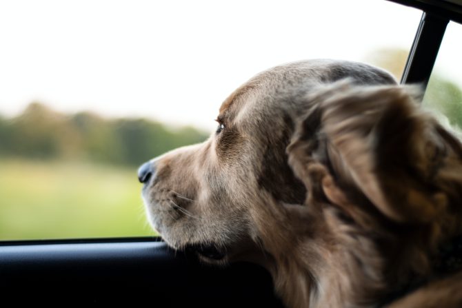 5 Useful Pet Travel Tips for Every Owner